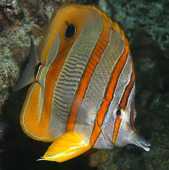 Chelmon rostratus (Pesce farfalla dal rostro)